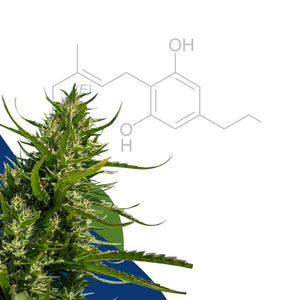 CBG - What Is It & How Is It Different from CBD?